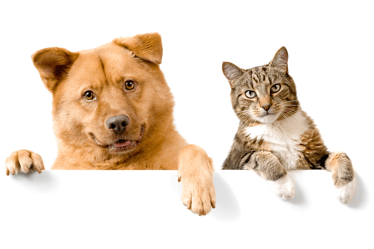 honden_en_katten